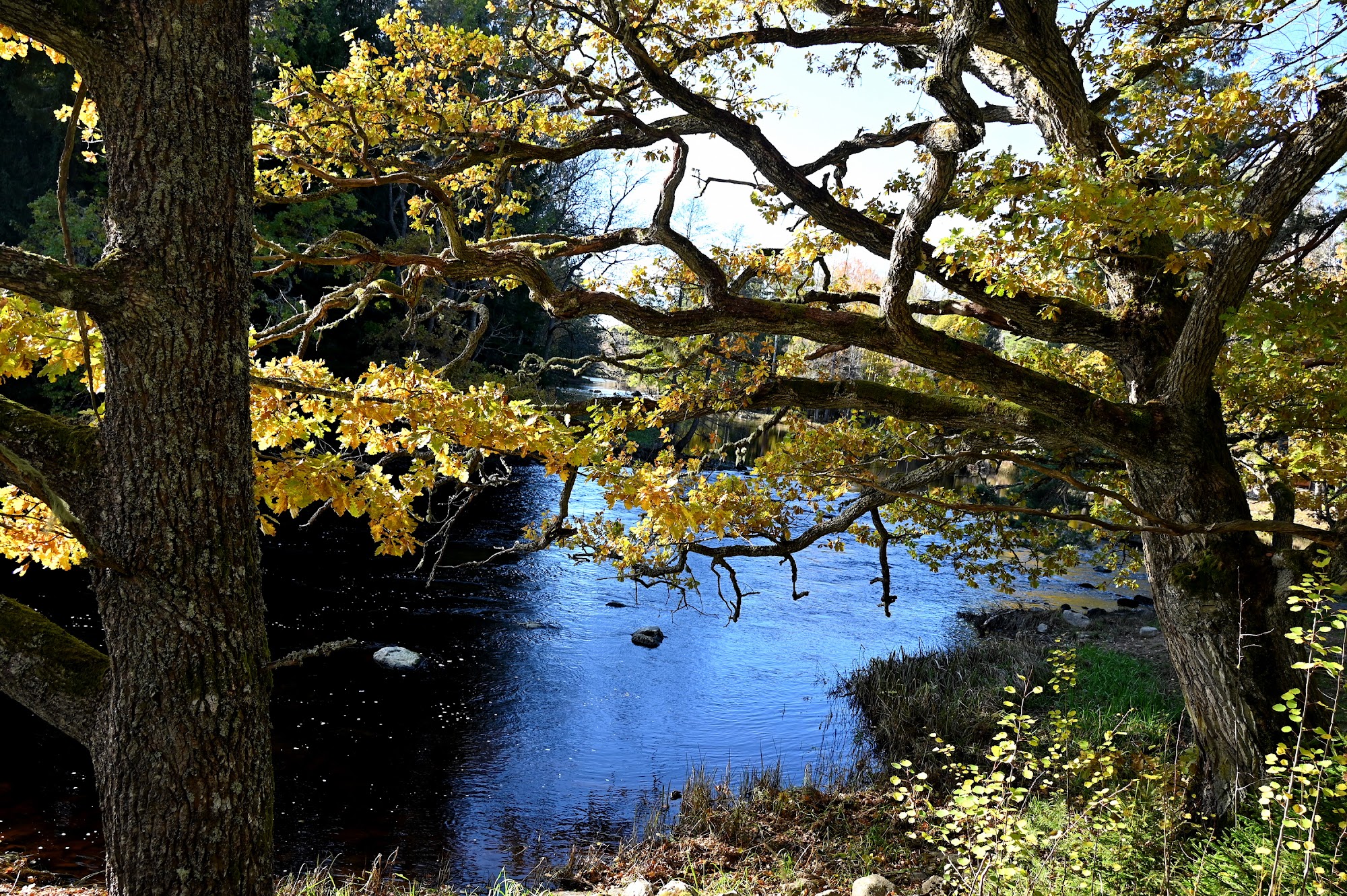 Färnebofjärdens Nationalpark — naturupplevelse vid älven
